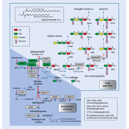 Sphingolipidoses Panel 2